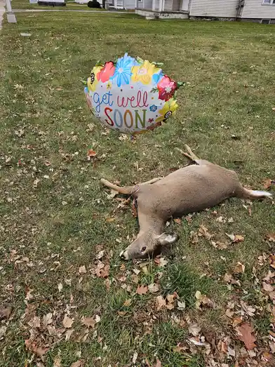 A dead deer lies on its side in a grassy yard scattered with fallen leaves, with a colorful 'get well SOON' balloon tied to…