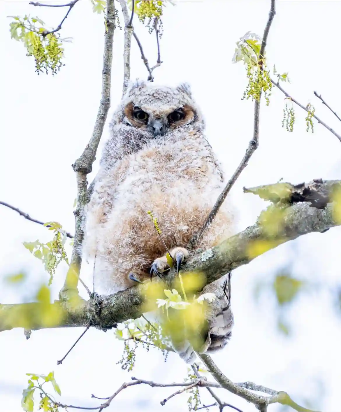 A fluffy, young owl with large eyes perches on a tree branch surrounded by budding green leaves and a bright, overcast sky…