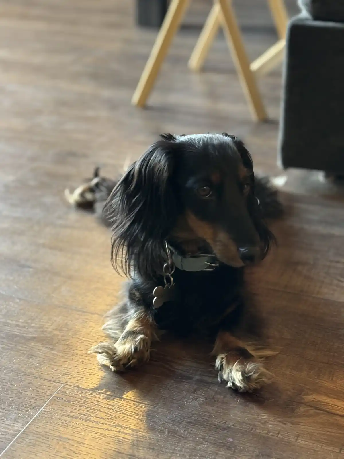 A long-haired dachshund with black and tan fur lies on a wooden floor, looking slightly to the side with a calm, unbothered…