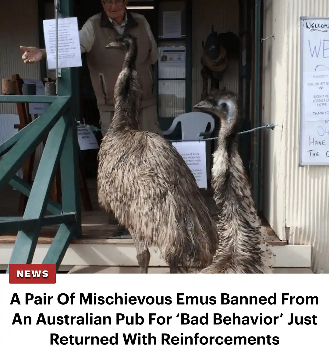 Two large emus stand at the entrance of a building, seemingly ignoring a man in a vest gesturing behind them. The image is…