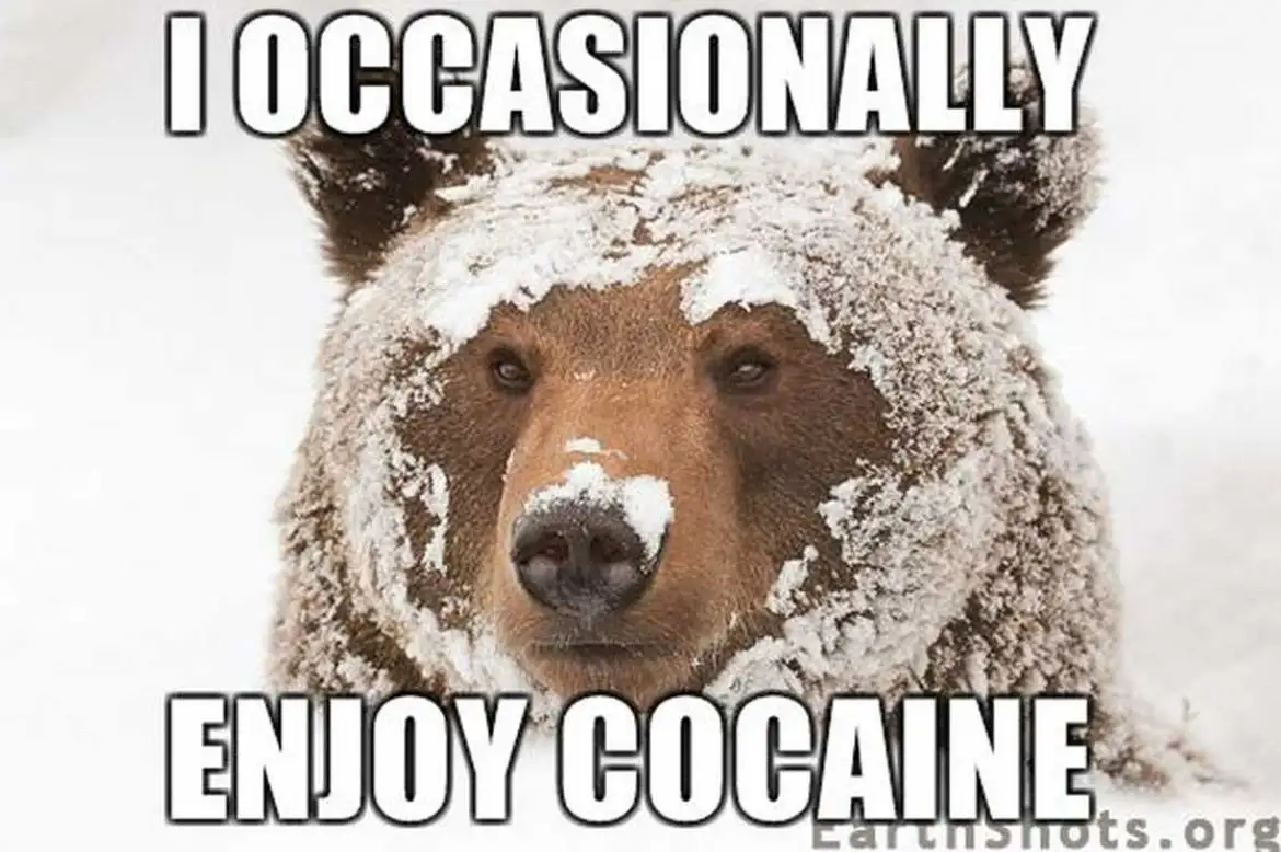 A close-up photo of a brown bear with snow covering its head and shoulders, looking directly at the camera with a neutral…