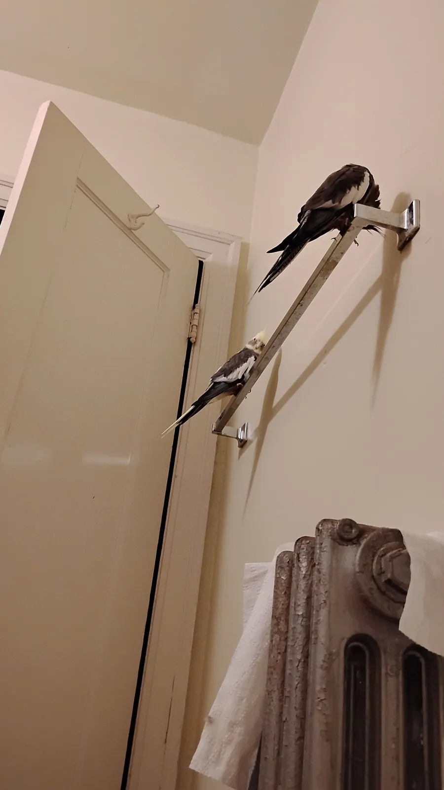 Two cockatiels perch on a diagonal towel rack in a bathroom, one near the top looking down, the other lower down looking up…