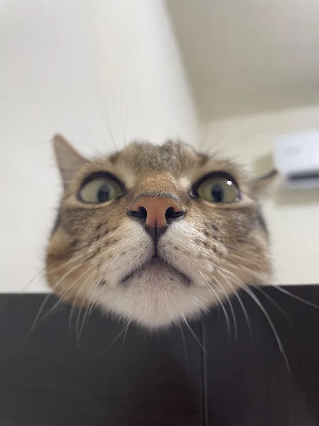 Just a casual cat moment