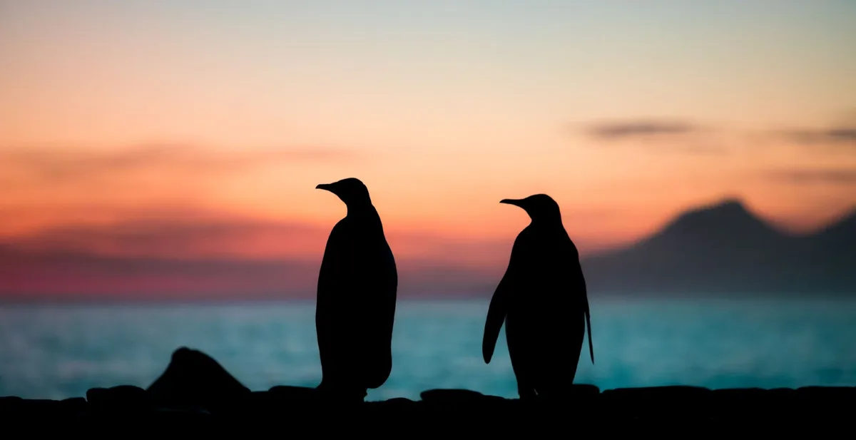 Majestic King Penguins: Nature's Adorable Monarchs