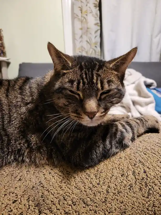 A tabby cat with dark stripes lies on a textured beige couch, eyes half-closed in a sleepy, unimpressed expression. The…