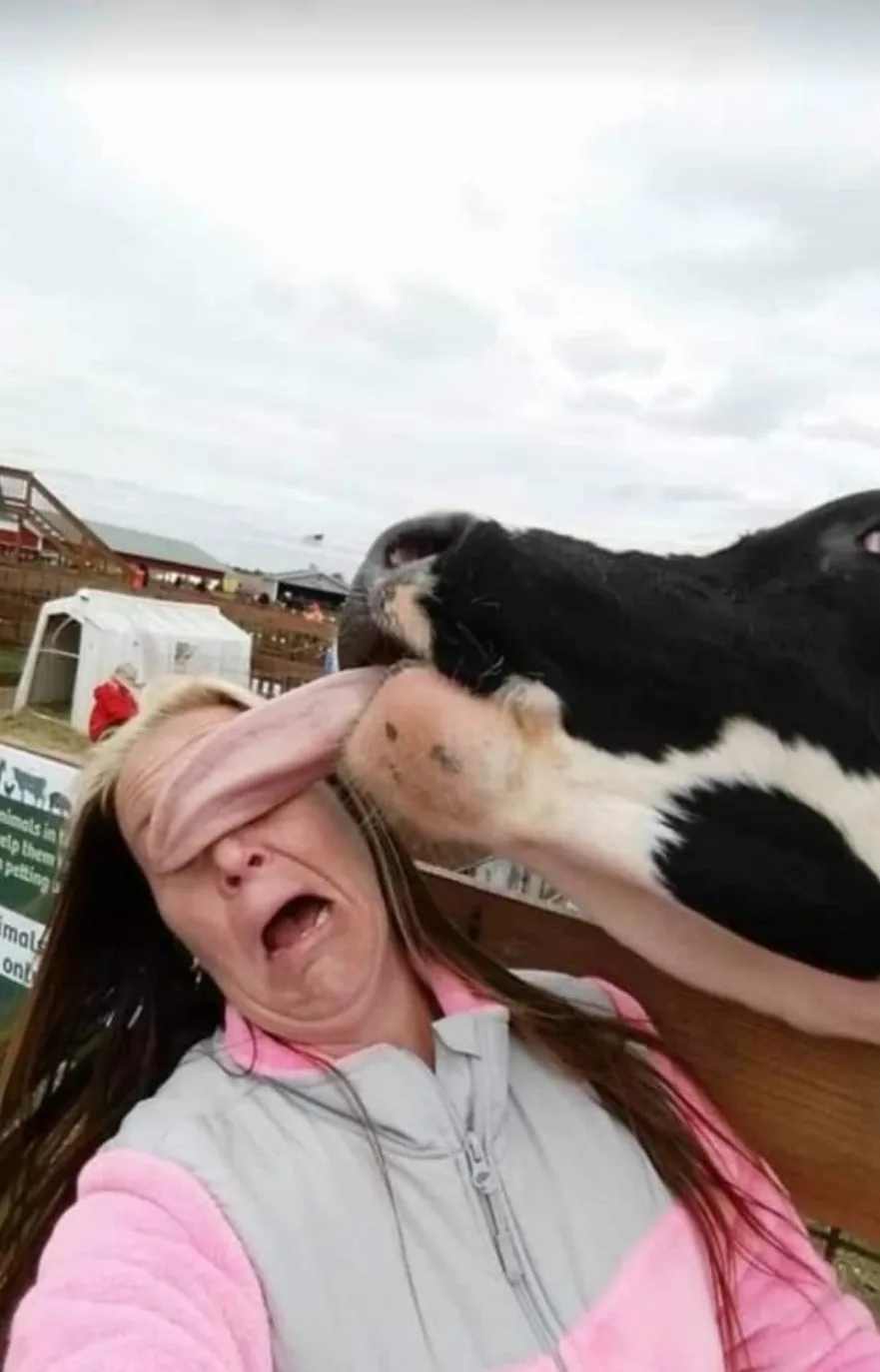 A woman wearing a pink fleece jacket and a blindfold is being licked on the face by a black and white cow in an outdoor farm…