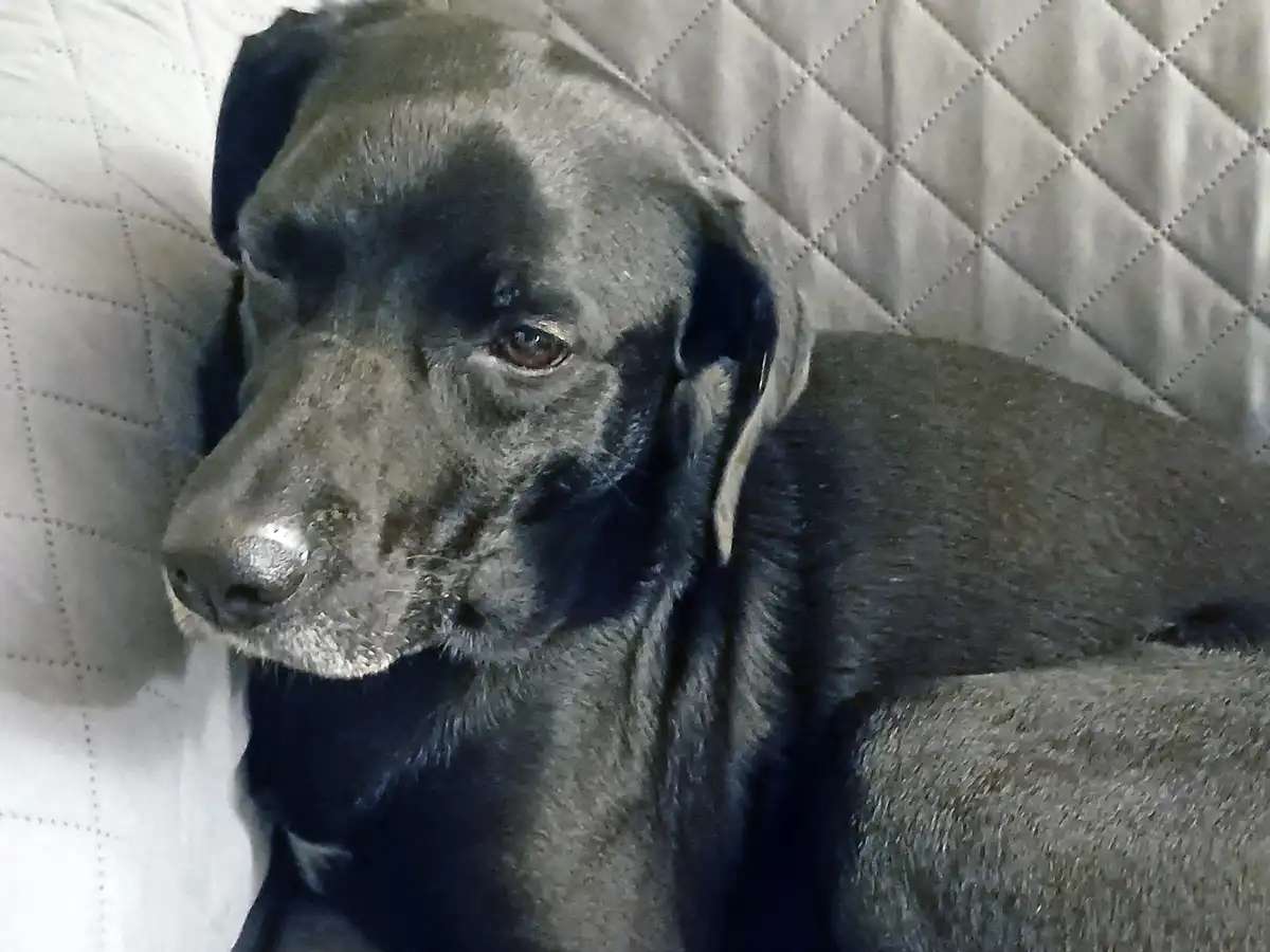 A close-up photo of a black dog with a weary, soulful expression, resting on a white quilted couch. The dog's eyes look…