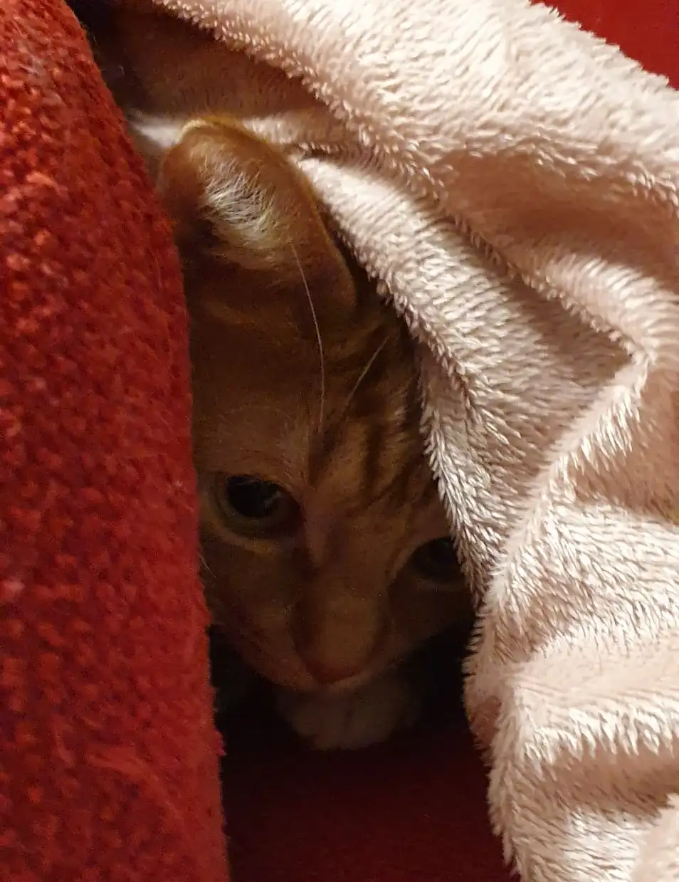 A ginger tabby cat peeks out from under a fluffy white blanket, with a red textured blanket partially covering its left…