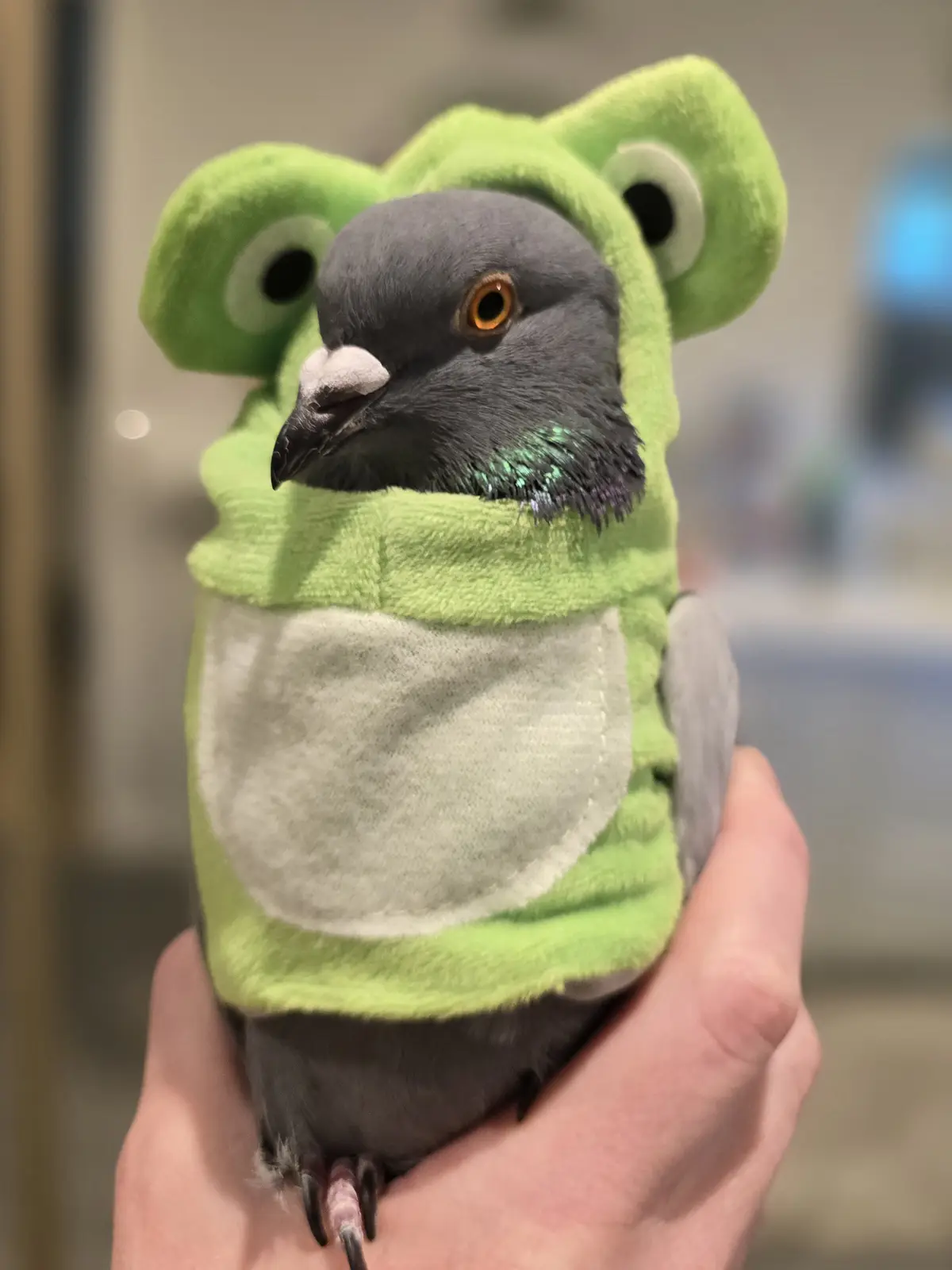 A grey pigeon is held in a person's hand, wearing a bright green plush frog costume with large googly eyes and a white belly…