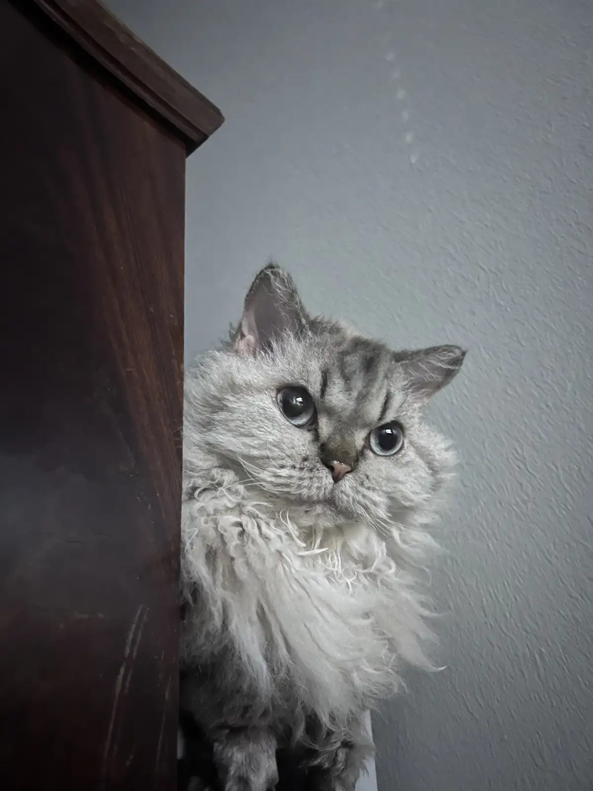 A fluffy, silver tabby cat with large blue eyes peeks out from behind a dark wooden piece of furniture against a plain gray…