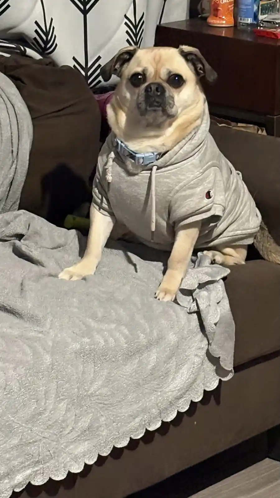 A fawn-colored pug dog sits upright on a brown couch, wearing a grey Champion hoodie with the hood pulled up over its head…