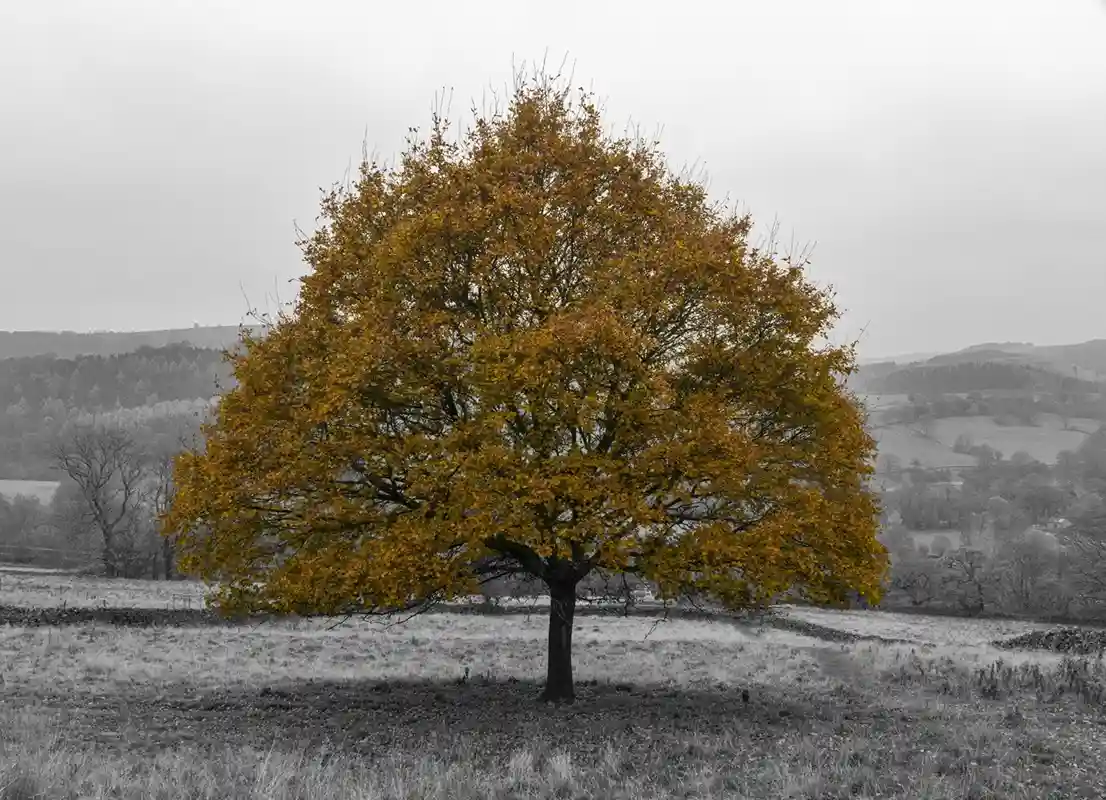 Majestic Oak Tree