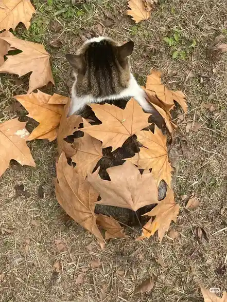 A cat viewed from above is sitting on dry grass surrounded by fallen maple leaves, with several leaves arranged around its…