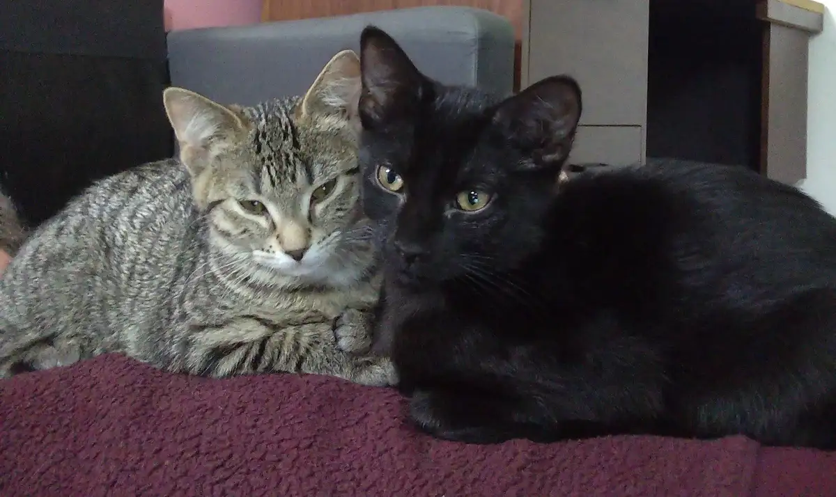 Two cats, one tabby and one black, are lying side by side on a purple blanket. The tabby cat has a grumpy, unimpressed…