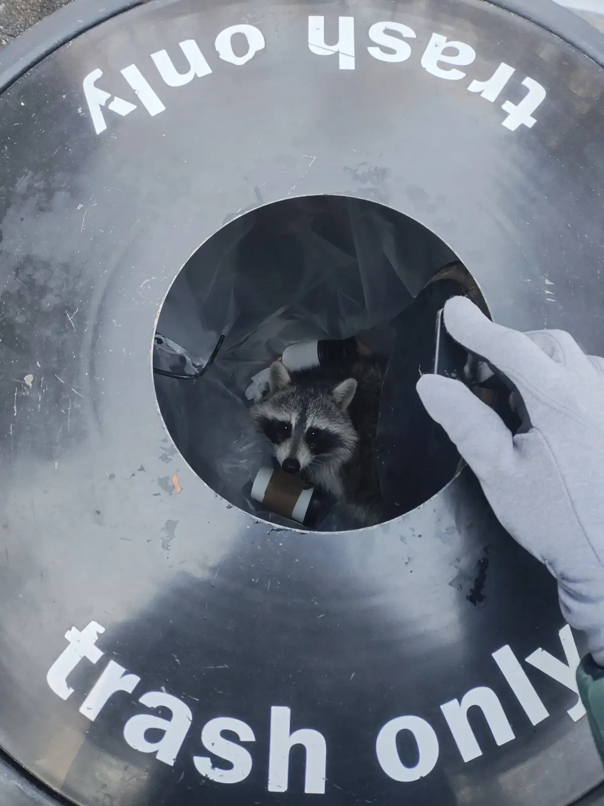 A Trash Panda Thriving in Its Natural Habitat