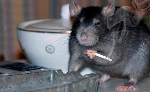 A black rat is holding a lit cigarette between its paws, with smoke rising from it, standing next to a glass ashtray and a…