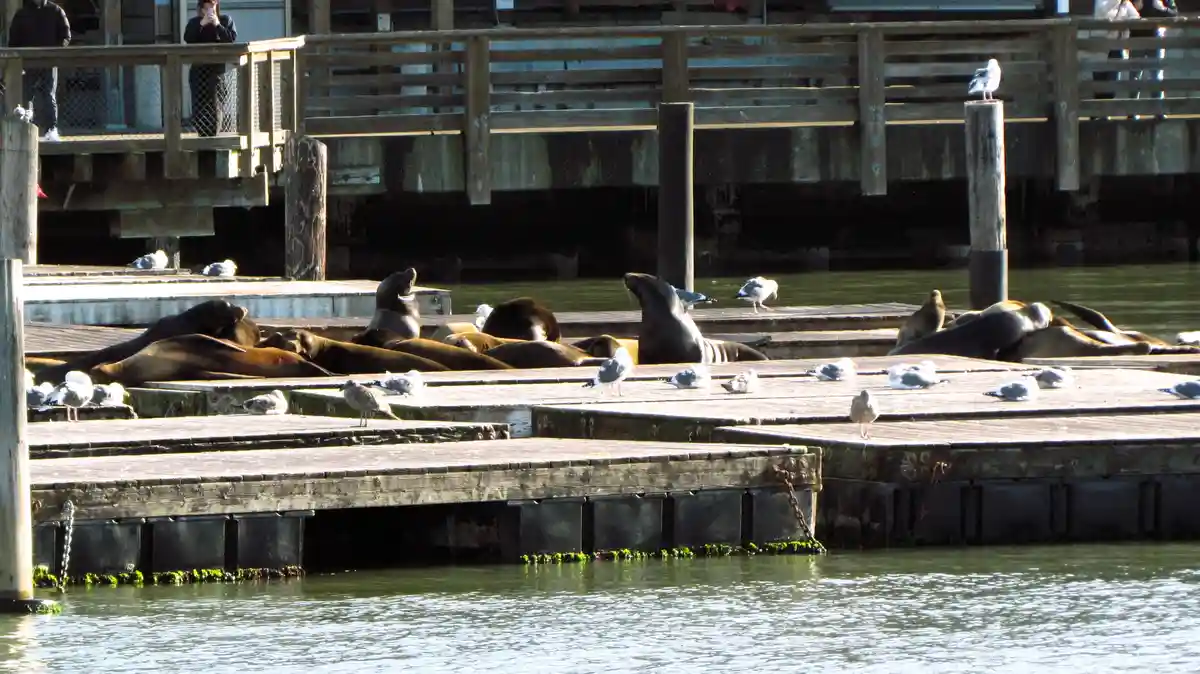 A photo of numerous sea lions lounging on wooden docks surrounded by seagulls, with people observing from an upper walkway…