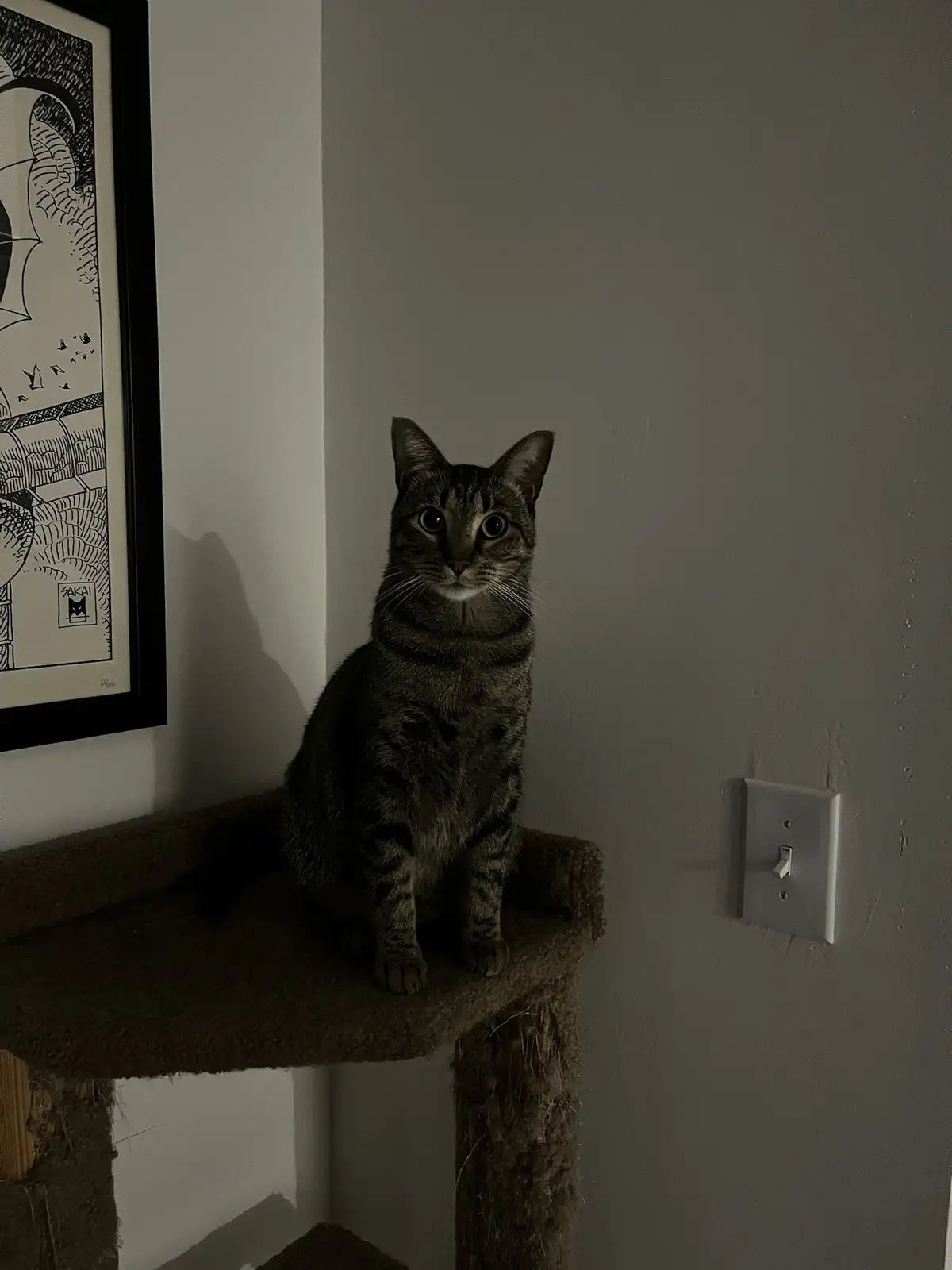A tabby cat sits upright on a carpeted cat tree platform in a dimly lit room, looking directly at the camera with wide…