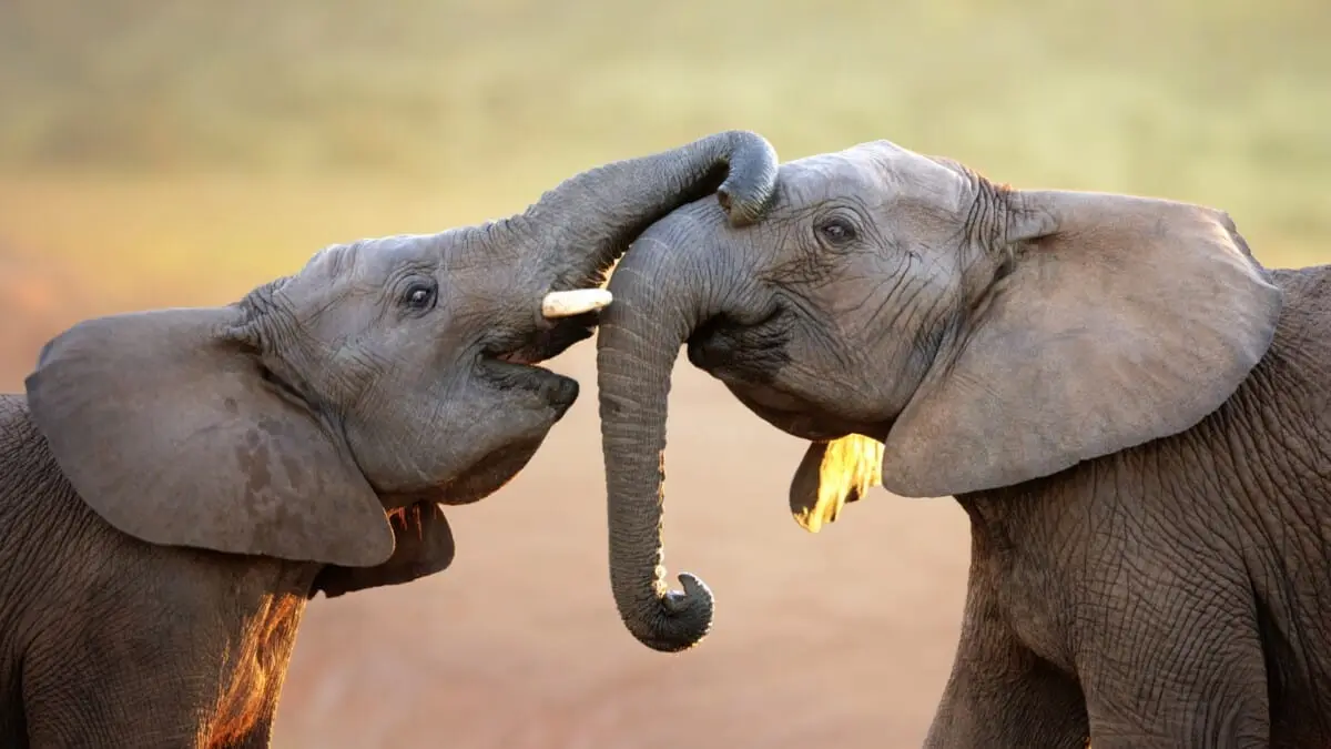 two young elephants are playfully touching trunks in a warm, golden-hued savanna setting. The image is overlaid with the…