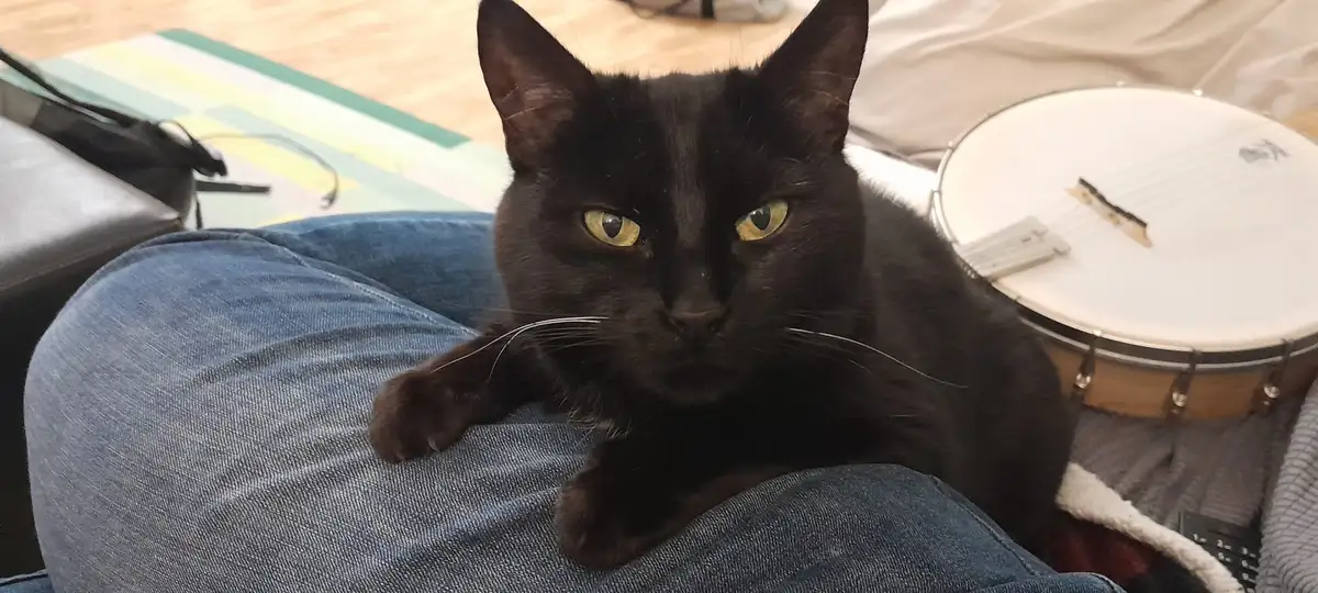 A black cat with yellow eyes sits on a person's lap wearing blue jeans, looking directly at the camera with a stern…