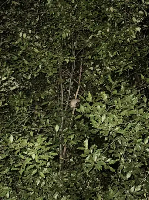 A small, grey rodent with glowing eyes is perched on a thin branch amidst dense green foliage at night. The image is…