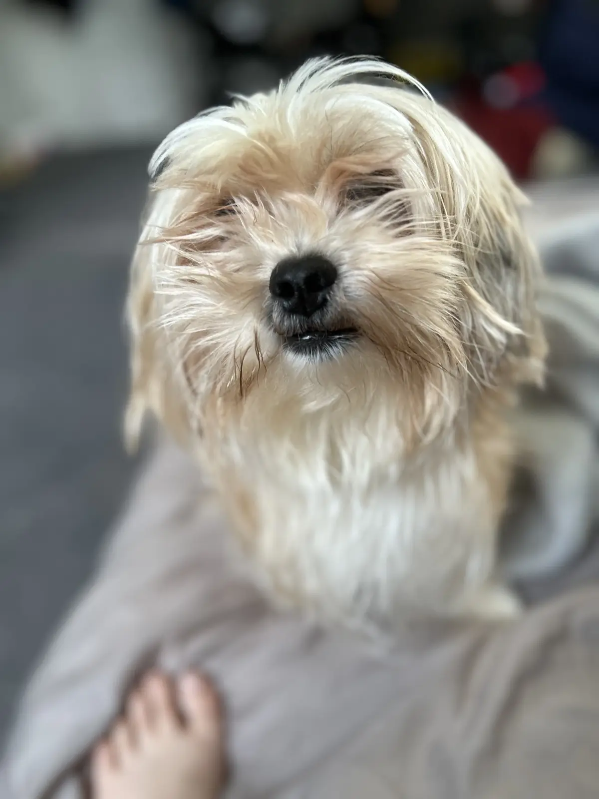 Celebrating 5 Years with My Adorable Puppy