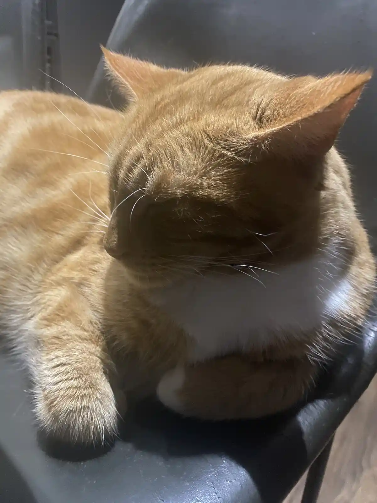 A close-up photo of an orange tabby cat with a white chest, curled up and sleeping soundly on a black chair. The cat's eyes…