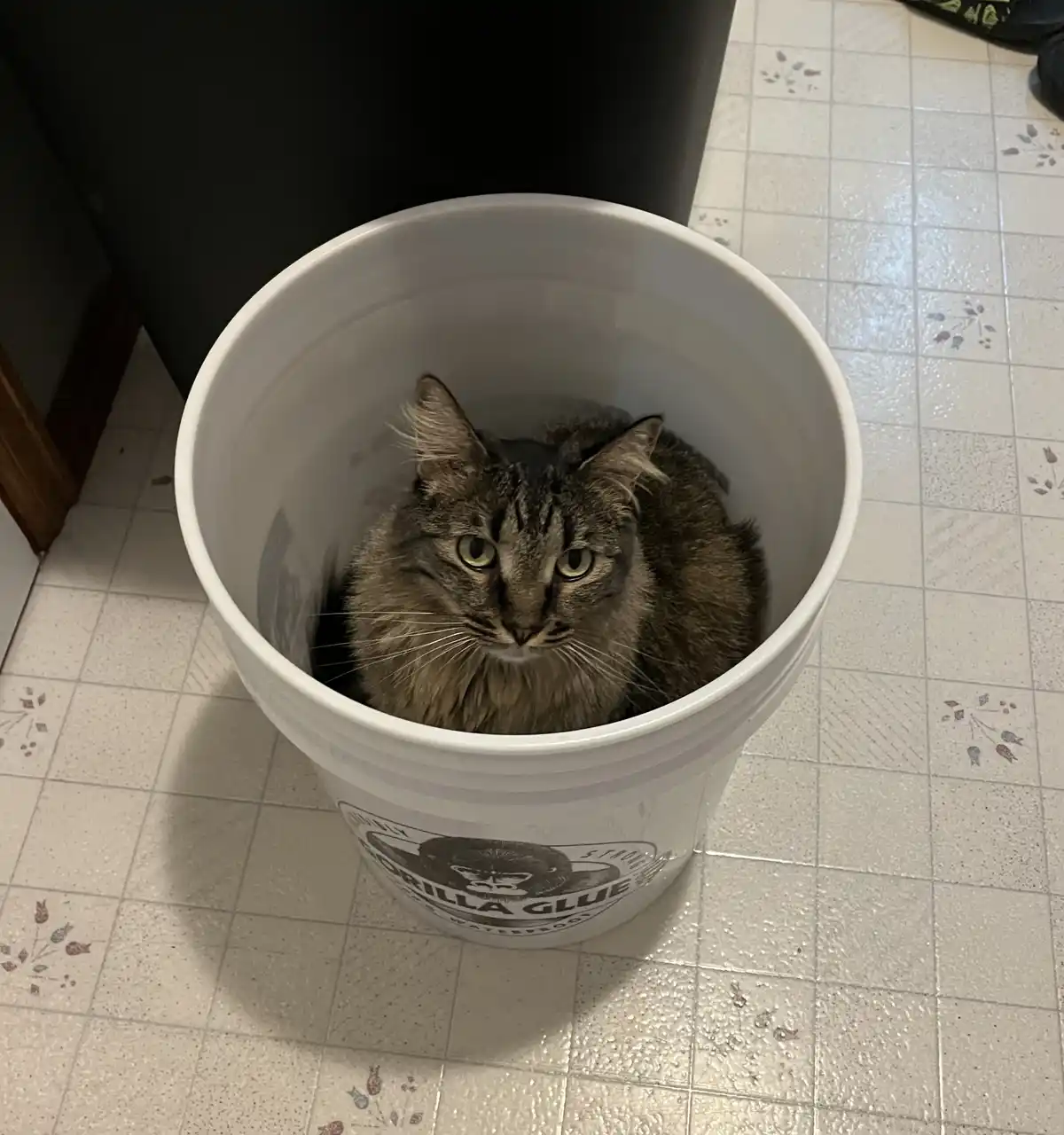 A fluffy tabby cat sits calmly inside a white plastic bucket labeled 'GORILLA GLUE' on a tiled floor, looking directly at…