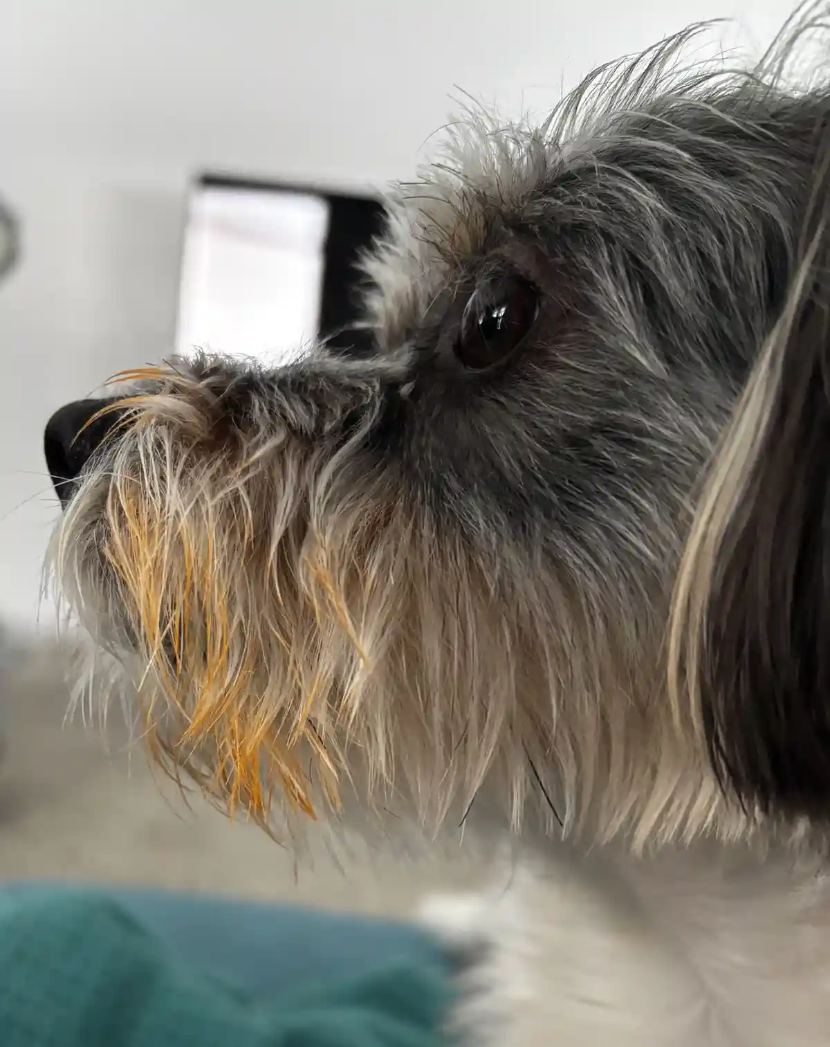A close-up photo of a small dog with shaggy gray and white fur, featuring a prominent patch of orange-tinted whiskers near…
