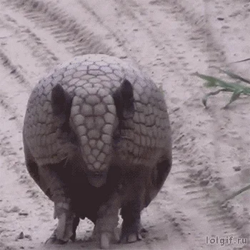 A sequence of six images shows an armadillo progressively curling into a tight, spherical ball. The final three frames…
