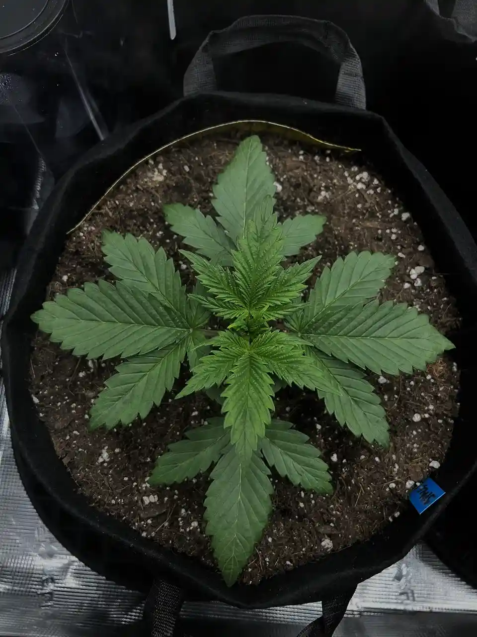 Are These Space Cookies Actually LST?