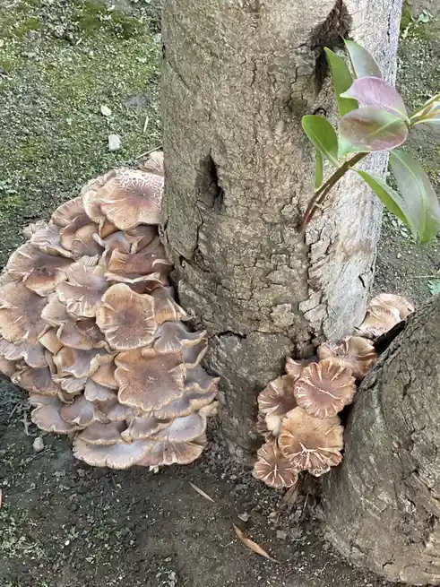 Can You Identify This Mushroom?