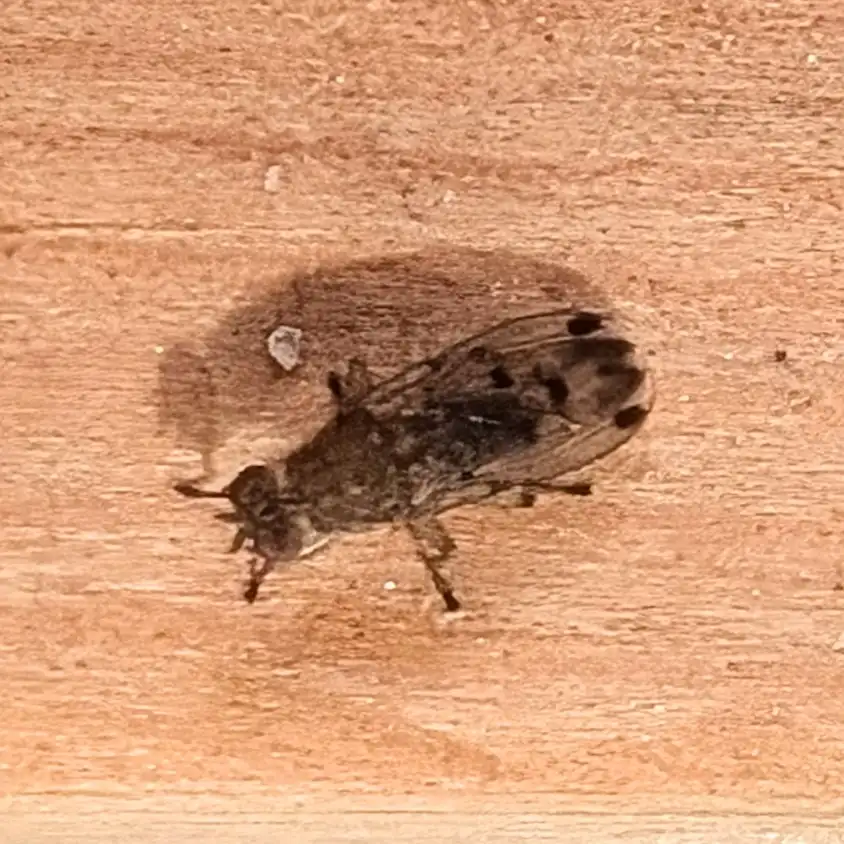 A close-up photo of a small, dark-colored fly with spotted wings resting on a light brown wooden surface. The fly is…