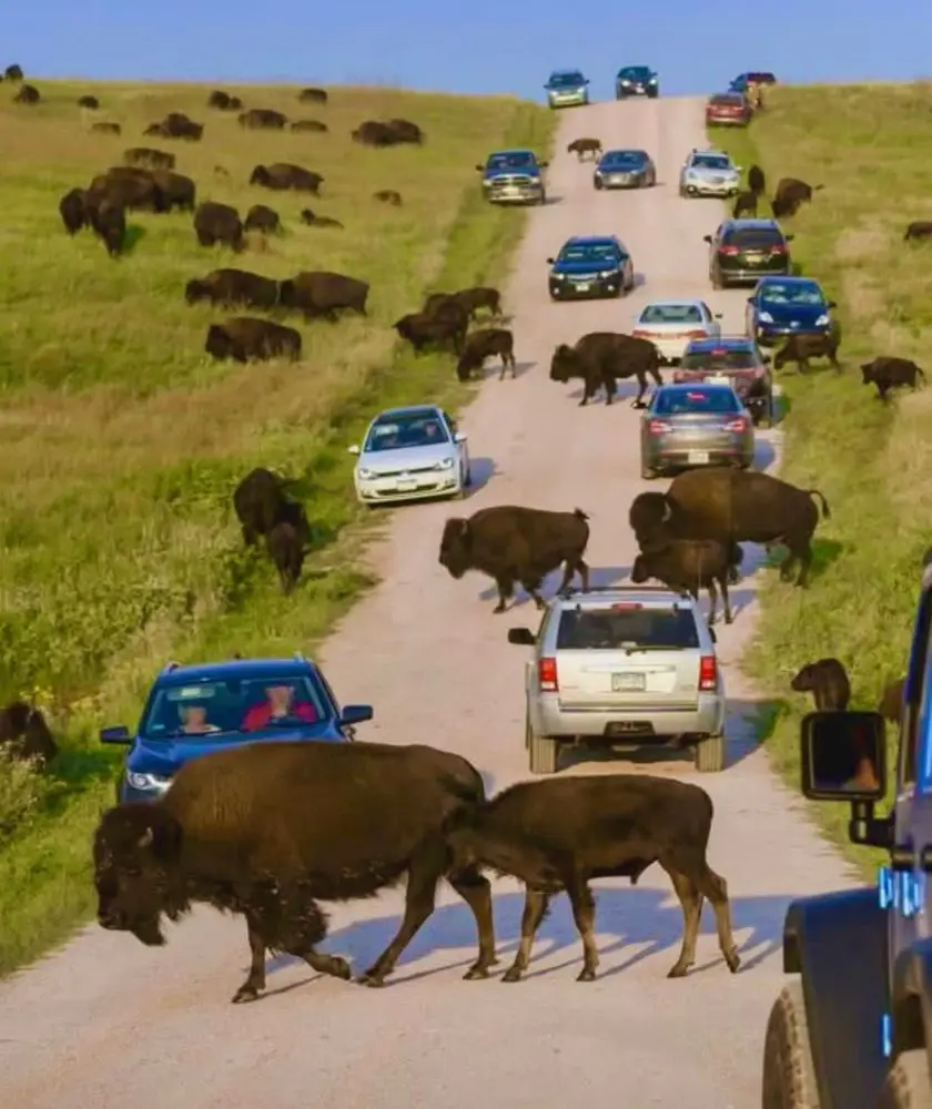 A long line of cars is stopped on a dirt road as a herd of bison crosses it, with some bison on the road and others grazing…