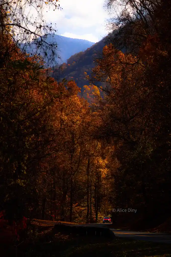 A scenic autumn photo shows a winding road through a forest with vibrant orange and yellow foliage, framed by dark tree…