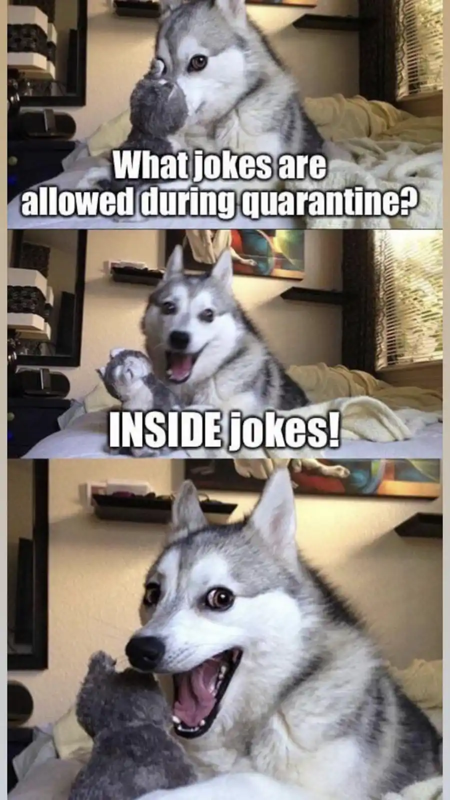 A three-panel meme featuring a Siberian Husky on a bed with a stuffed animal. In the first panel, the dog looks thoughtful…