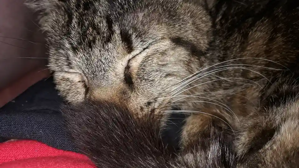 The Adorable Cat: A Feline Friend