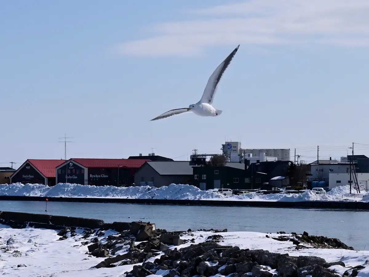 A seagull is captured mid-flight over a snowy waterfront, with industrial buildings and piled snow visible in the background…