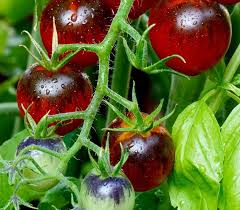 A close-up photo of ripe red cherry tomatoes still attached to their green vine, with some unripe green and purple tomatoes…