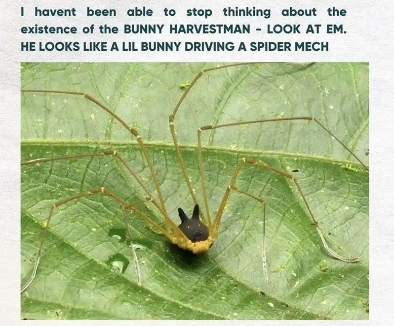 A close-up photo of a harvestman arachnid on a green leaf, featuring a black head with two prominent, upright black…