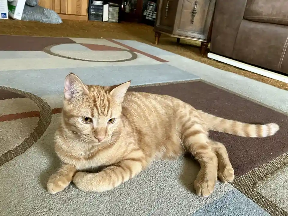 An orange tabby cat lies sprawled on a patterned rug in a living room, looking directly at the camera with a relaxed but…