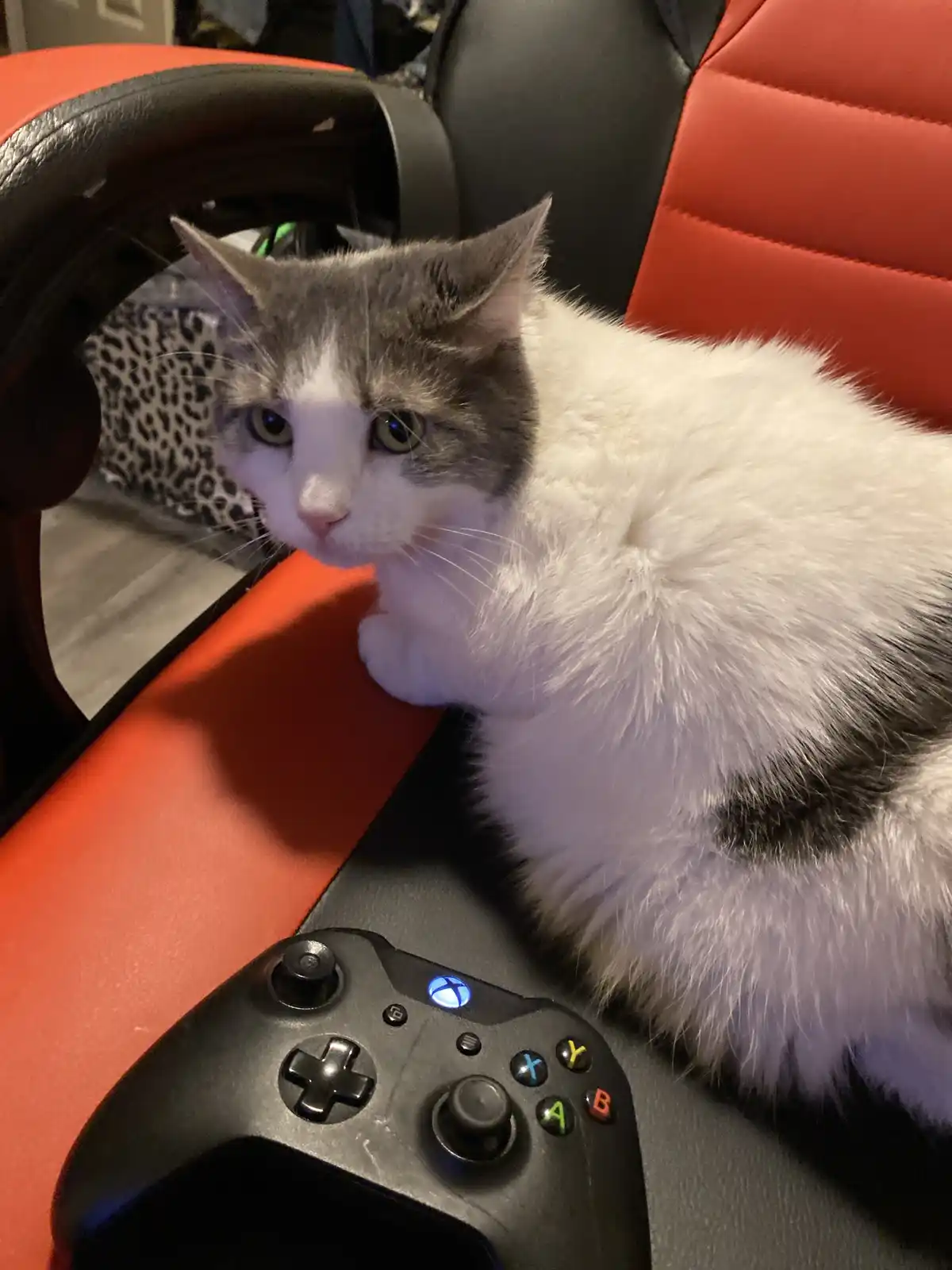 A fluffy gray and white cat sits on a red and black gaming chair next to a black Xbox controller with its blue light on…