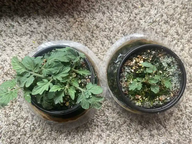 Two small potted tomato seedlings sit side-by-side on a beige carpet, each in a clear plastic container with a black inner…