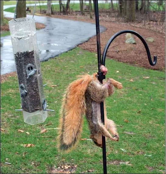 Caught Him Right by the Acorns!