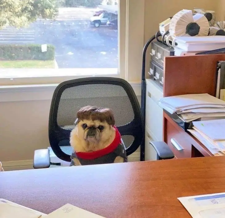 A pug dog wearing a brown wig and a red scarf sits in a black office chair behind a wooden desk, looking serious. The…