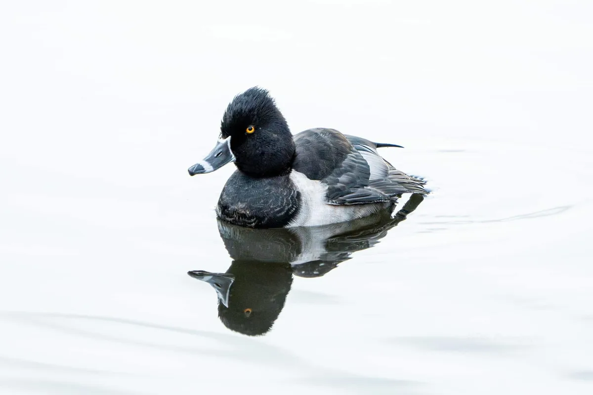 Spotting the Charming Ring-Necked Duck