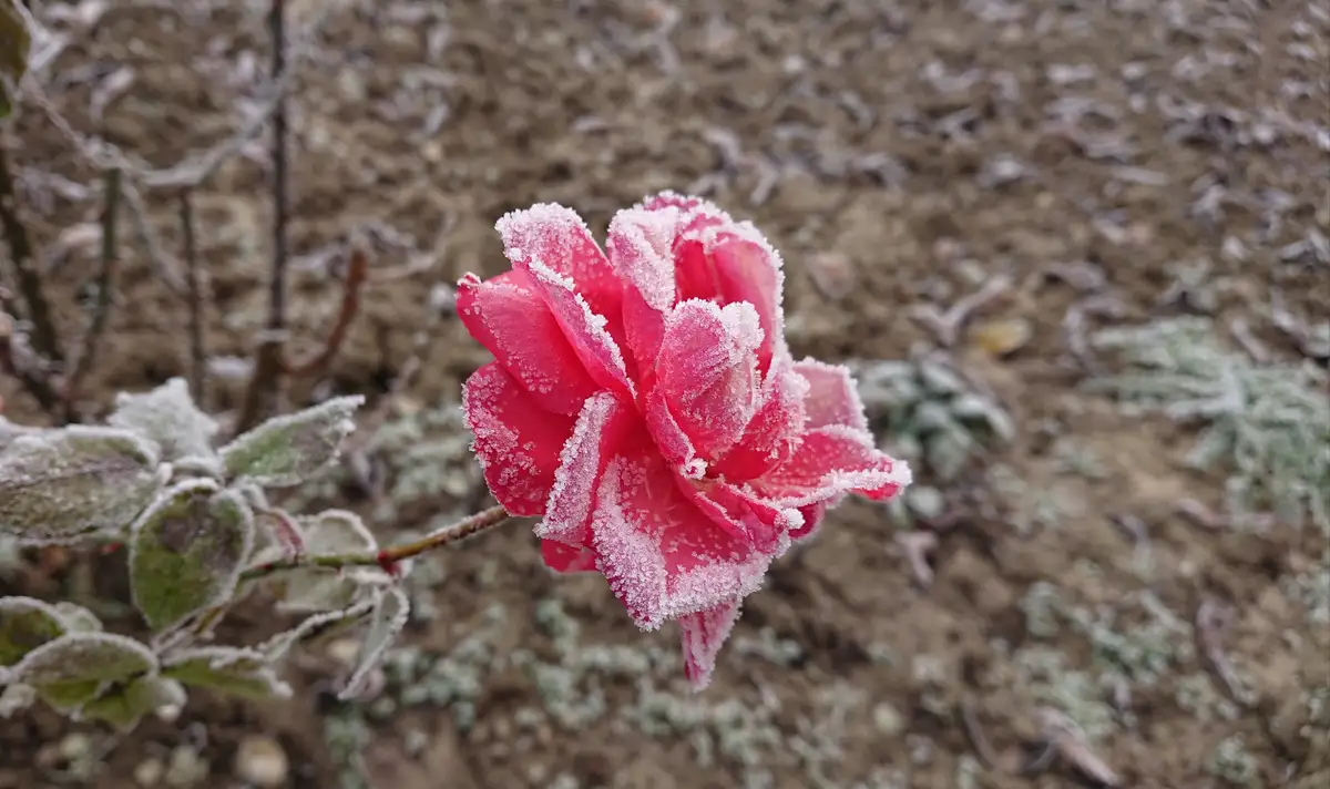 Valentine's Day: A Frosted Rose for My Love