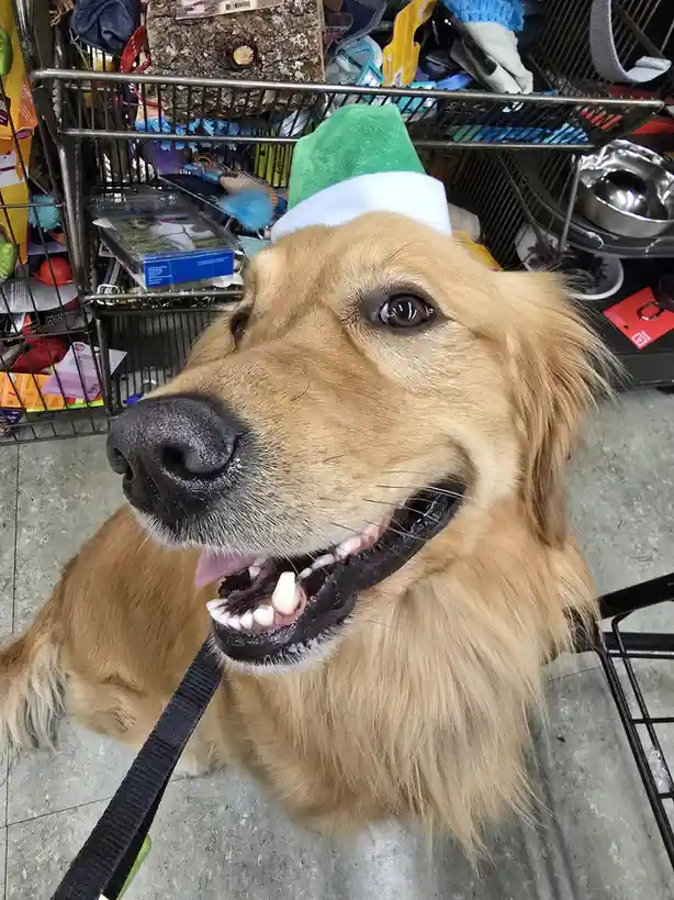 A golden retriever wearing a green and white elf hat sits in a pet store aisle, looking up with a wide, toothy grin. Behind…