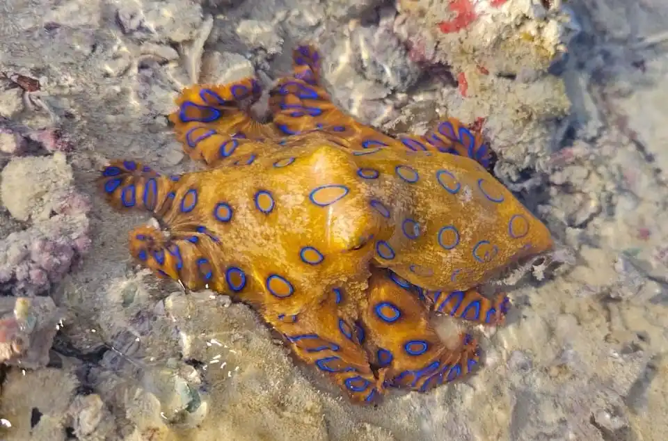 Exploring the Wonders of Ocean Life