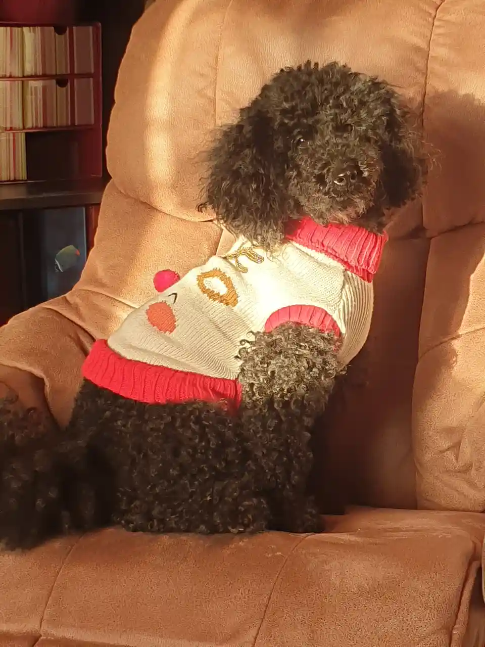 A small black poodle with curly fur sits upright on a tan couch wearing a white sweater with red trim and a cartoon face…